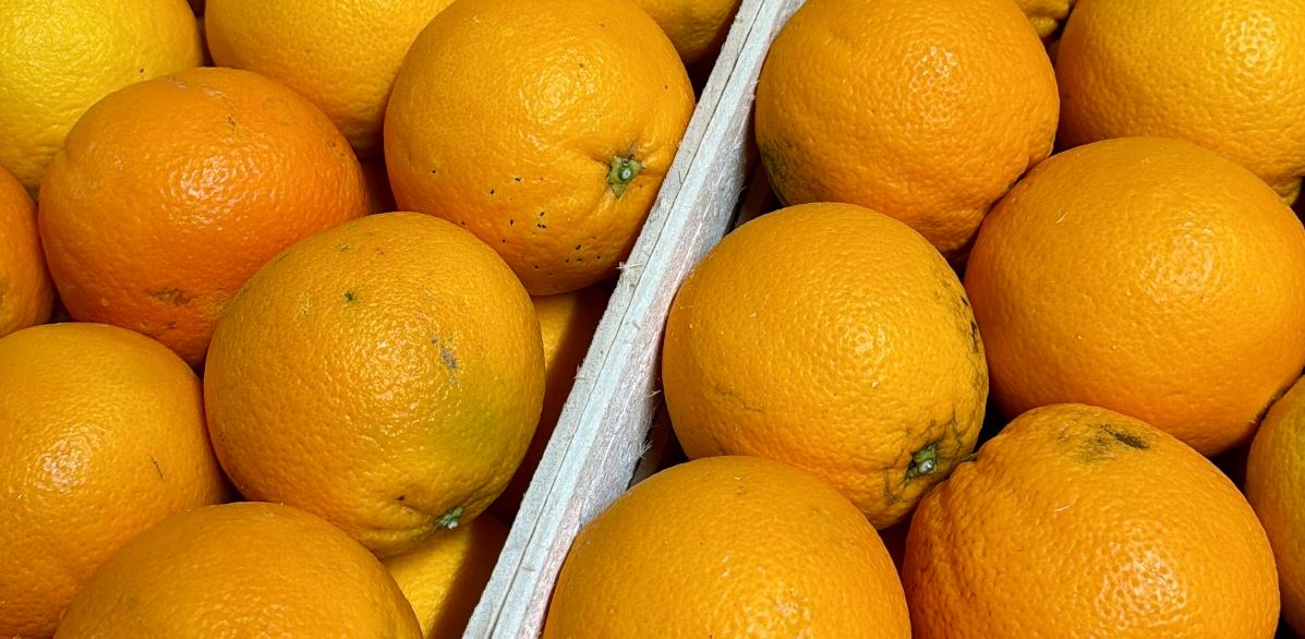 Laranjas Ribera, Nova Chegada Segunda-feira, 19 de Janeiro 🍊